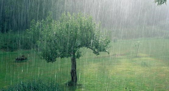 Ett ensamt träd i ett kraftigt skyfall.