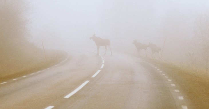 Älgar korsar en bilväg i skymning.