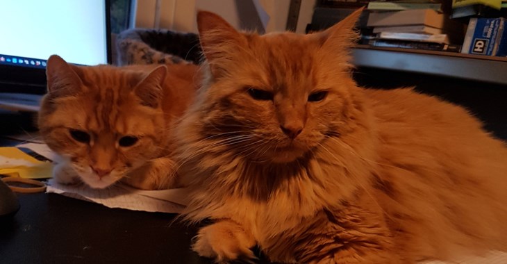 Katter