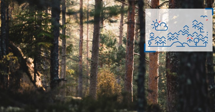 Foto som föreställer en tät skog.