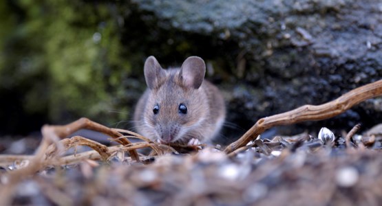 Skogsmus utomhus