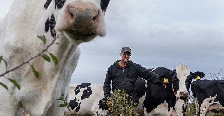 Lantbrukaren Andreas Folkesson står bland sina vit-svarta kor