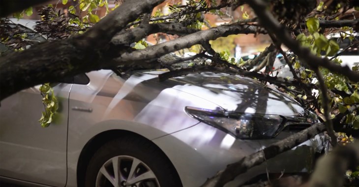 Ett träd har vält över en vit bil.