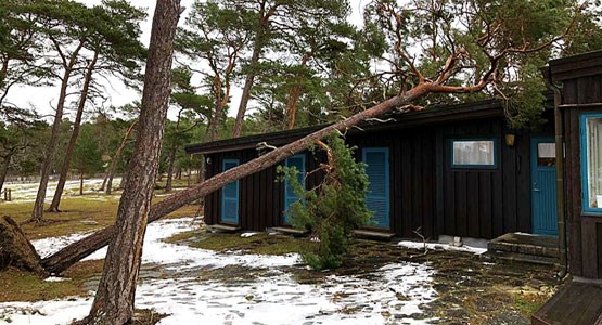 Träd som fallit över en byggnad